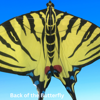 Carsten Domann Butterfly